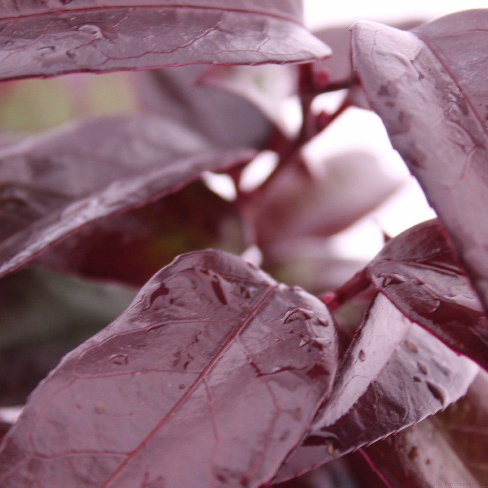 Picture of Leucothoe Carinella