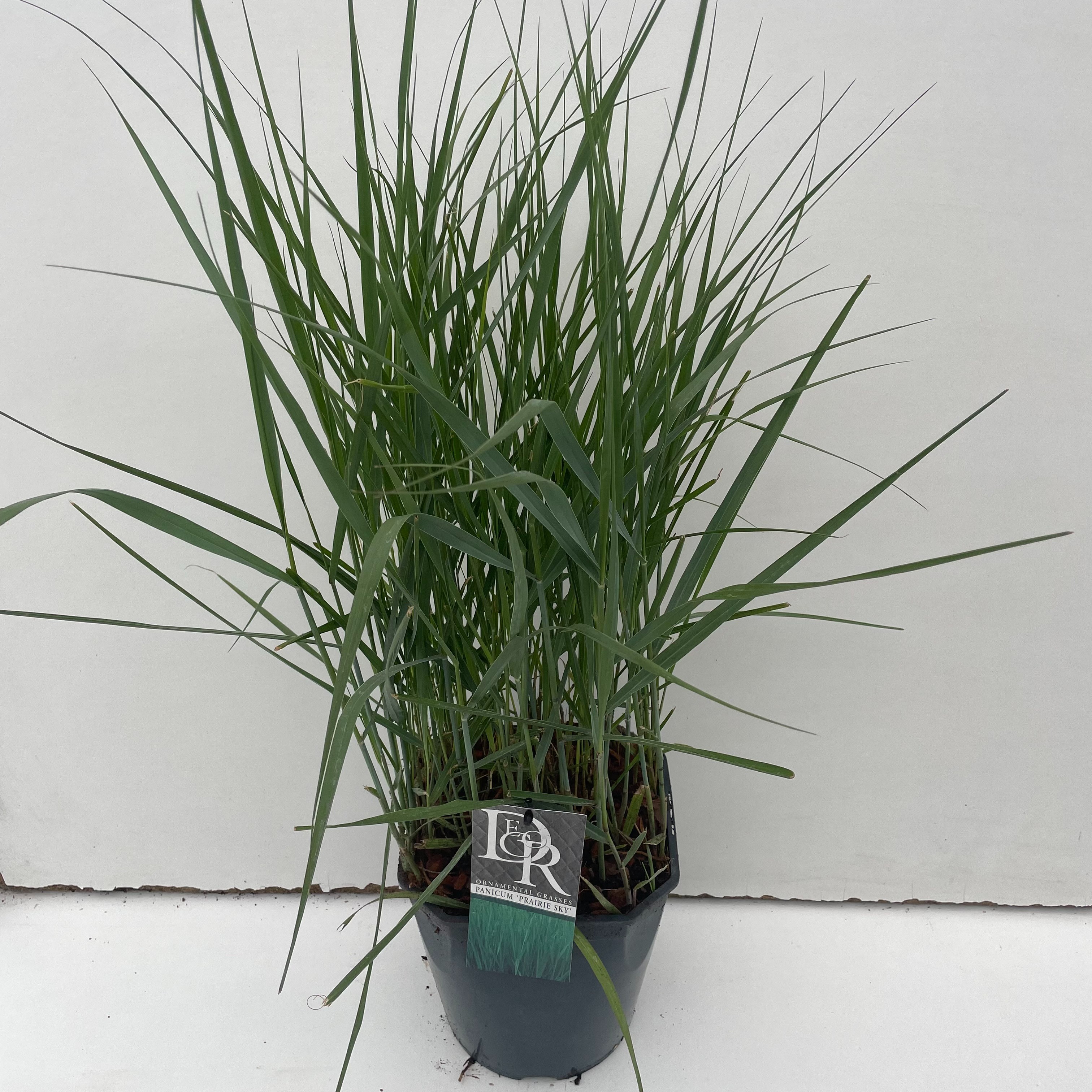 Picture of Panicum Prairy Sky P23 (5 Ltr) SQUARE