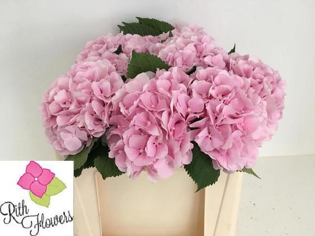 Hydrangea Verena Pink 50cm 16Ø