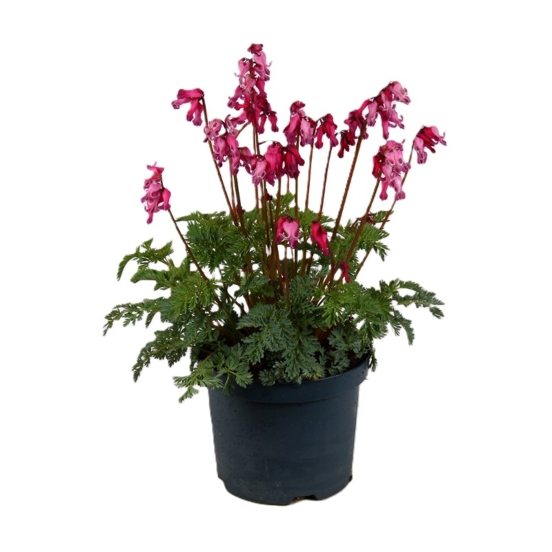 Dicentra 'Pink Diamonds'