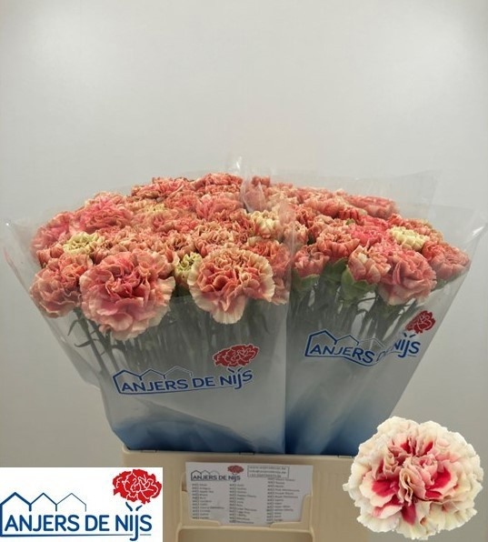 Dianthus St Wow+ 60cm