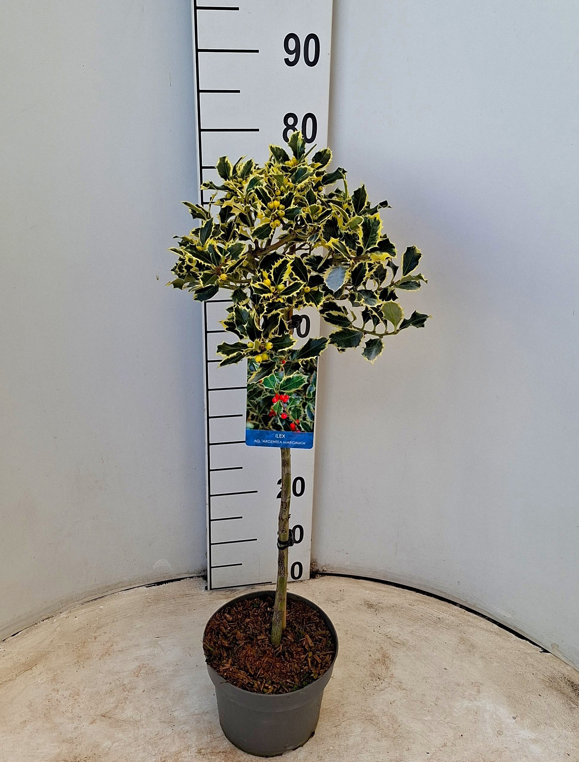 Ilex aq. 'Argentea Marginata'