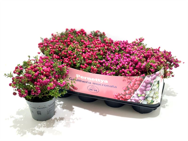 Picture of Gaultheria mucronata in varieties P14