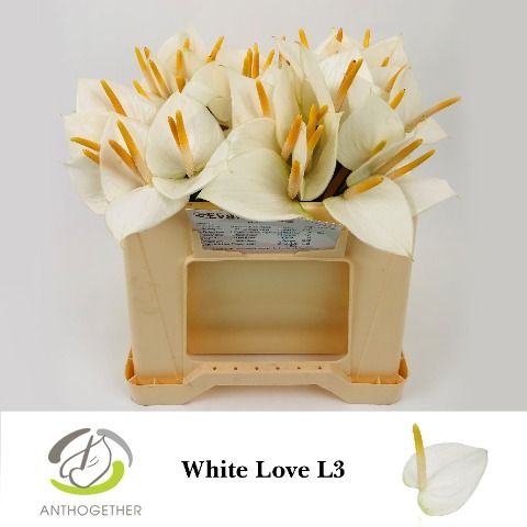 Anth A White Love