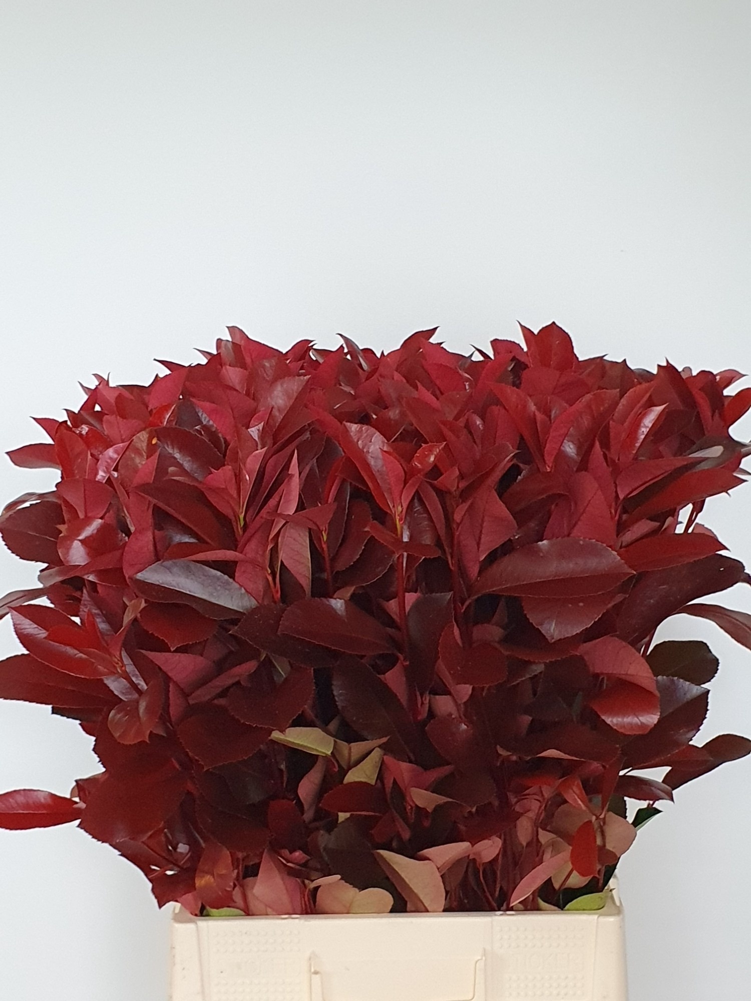 Photinia F Red Robin 80cm