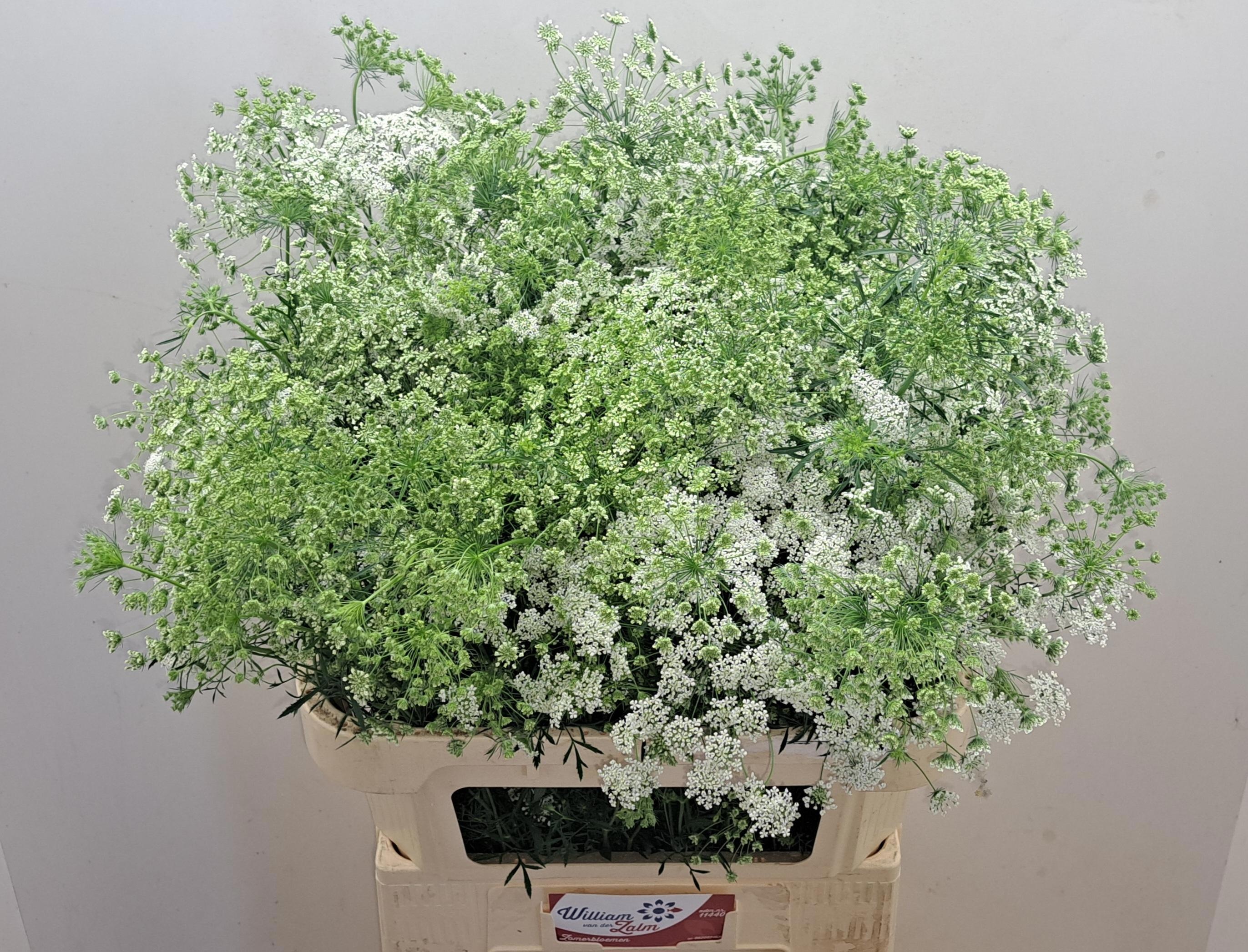 Ammi Majus