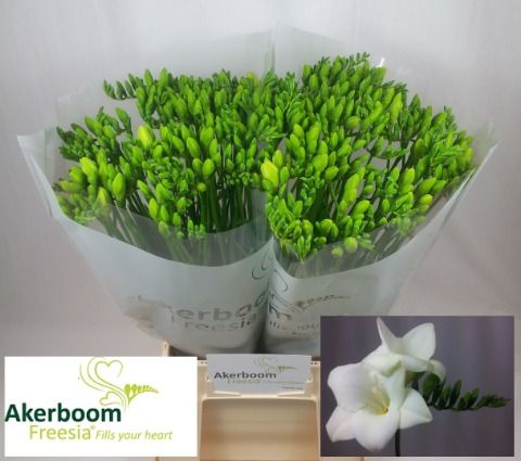 Freesia Single Alba River 50cm 16gram