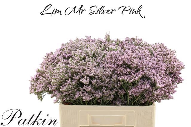 Lim Mr Silver Pink 60L.cm 48gram 23bloei