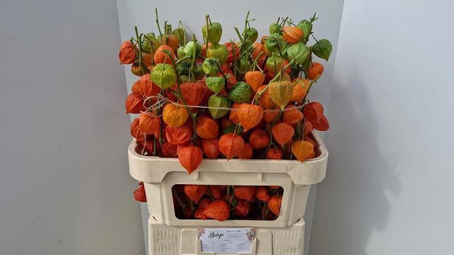 Physalis 80cm