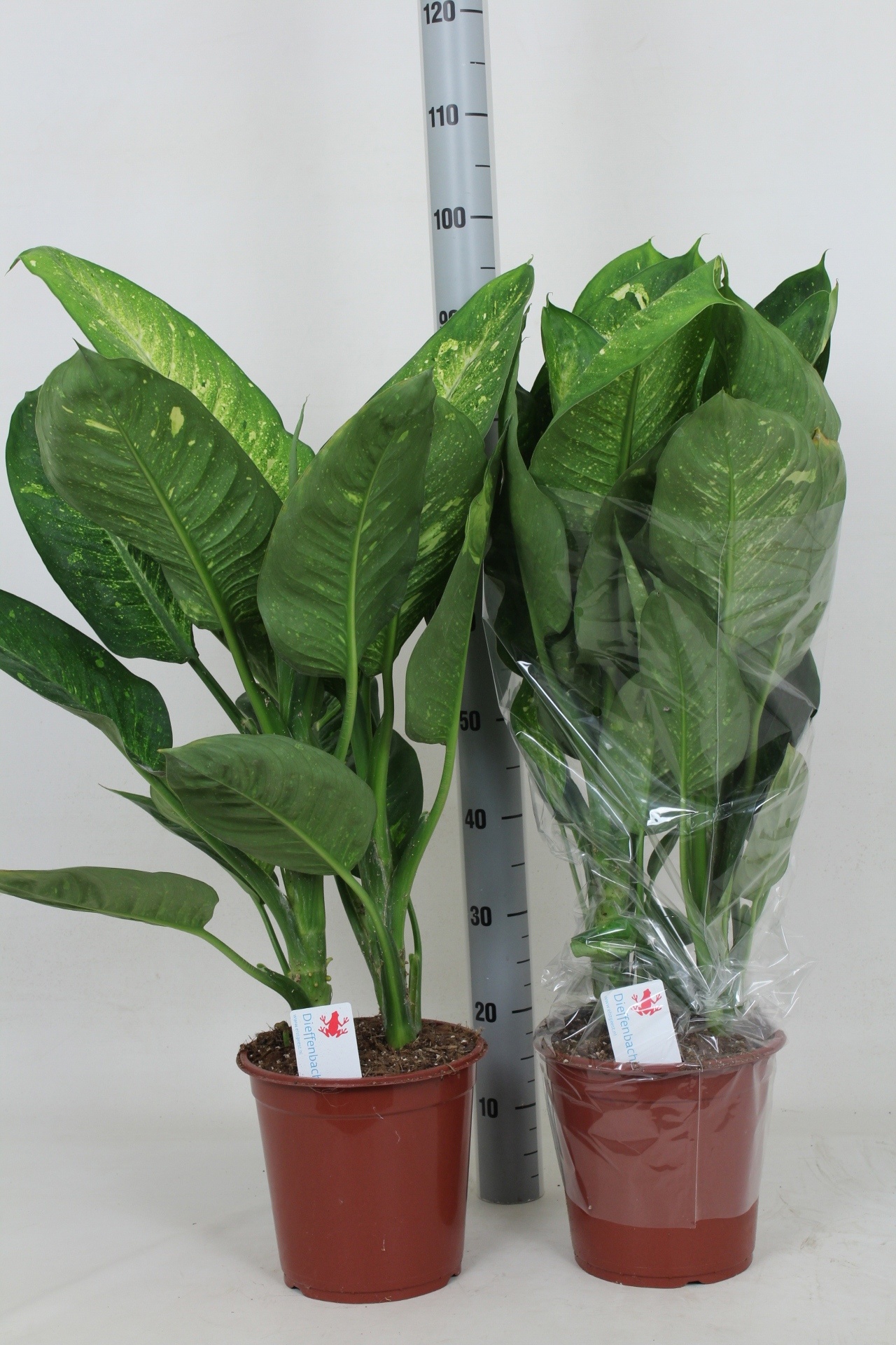 Dieff Living Fantasy 24Ø 100cm