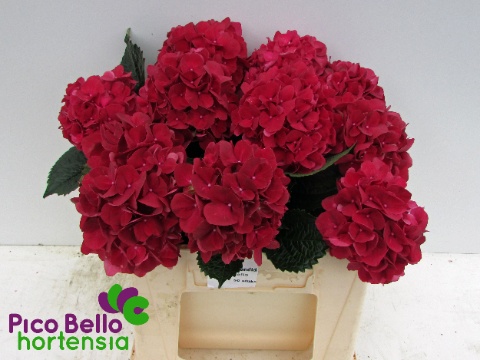 Hydrangea Ruby Red 40cm 14Ø