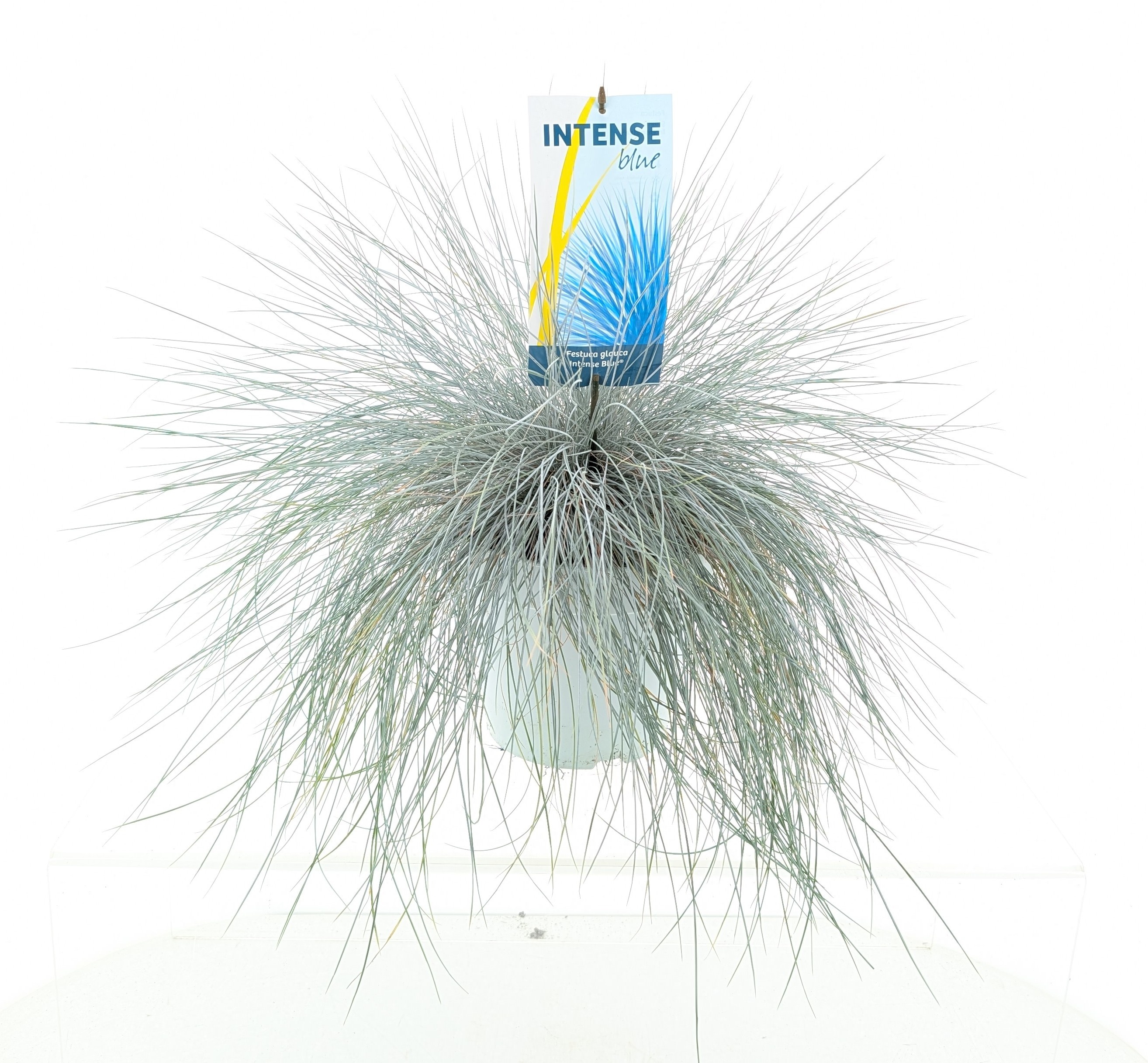Picture of Festuca glauca Intense Blue®