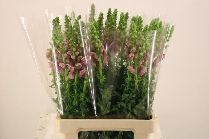 Antirrhinum Poto Lavender 70cm