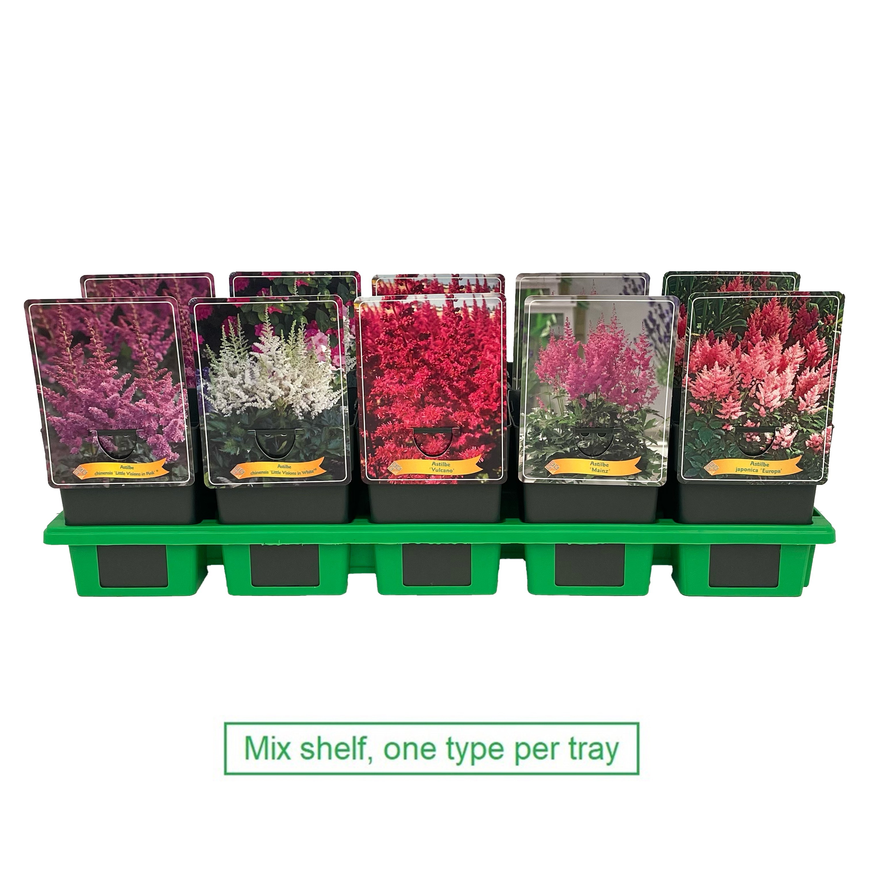 Picture of Astilbe mix 6x10 srt. per shelve P11