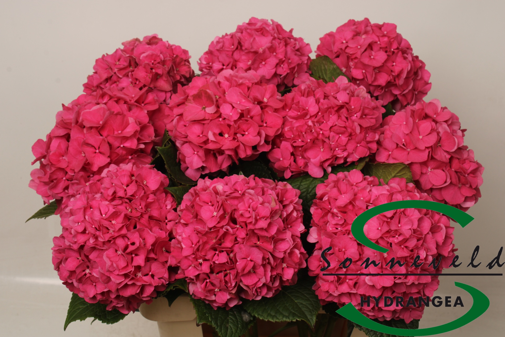 Hydrangea Glowing Alps Pink 60cm 17Ø