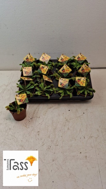 Dionaea Muscipula 508P 10H