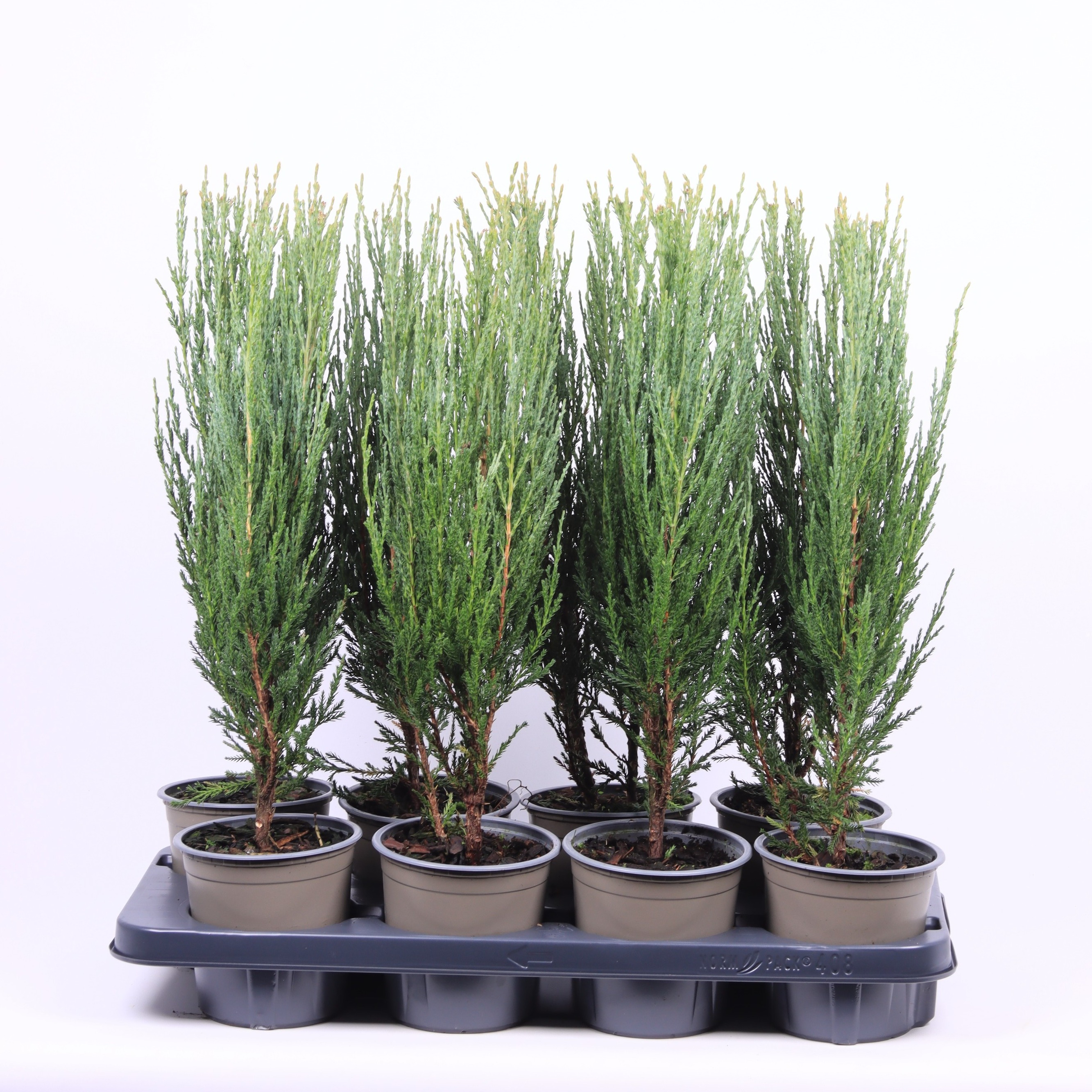 Picture of Juniperus scopulorum Blue Arrow P13