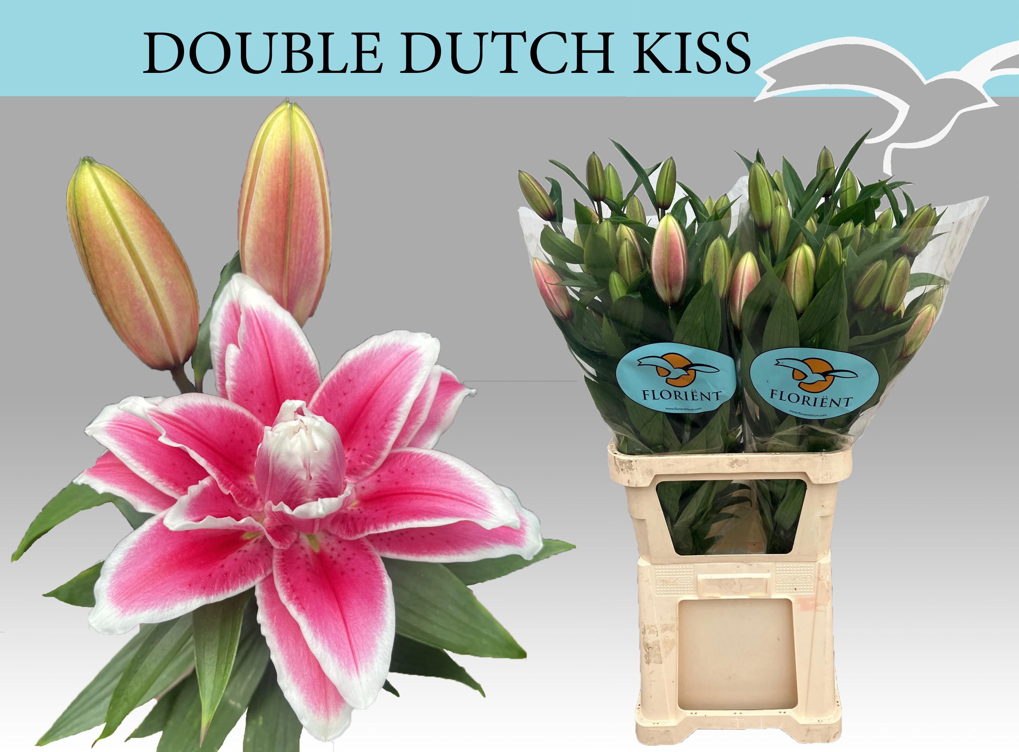 Li Or Du Dd Kiss 90cm 3/5bl