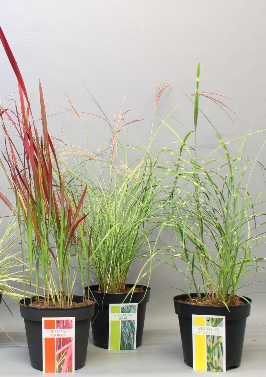 Picture of Ornamental-grass-mix najaar