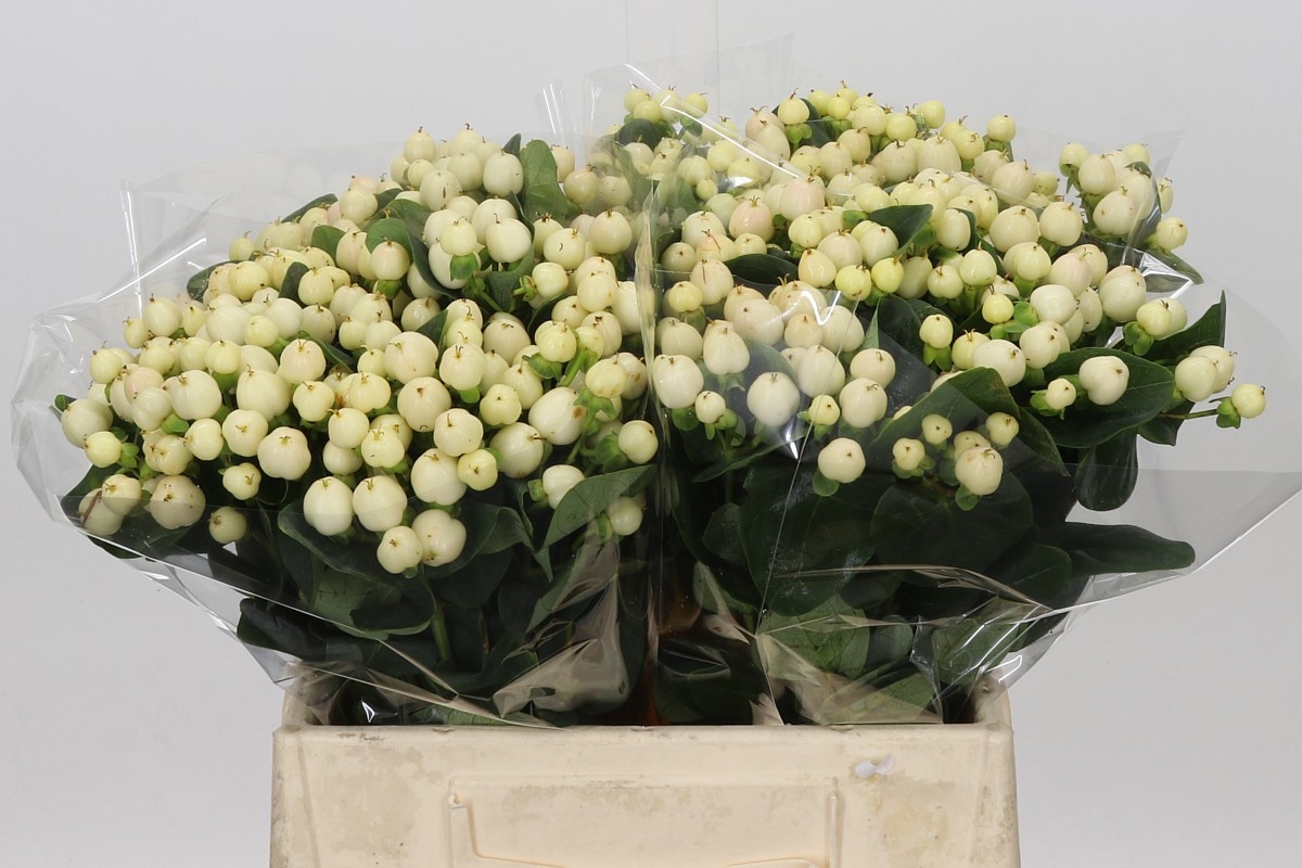 Hypericum Cool Romance Wht 40cm