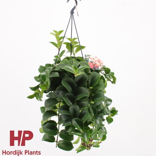 Aeschynanthus 'Mona Lisa p15 Hord.
