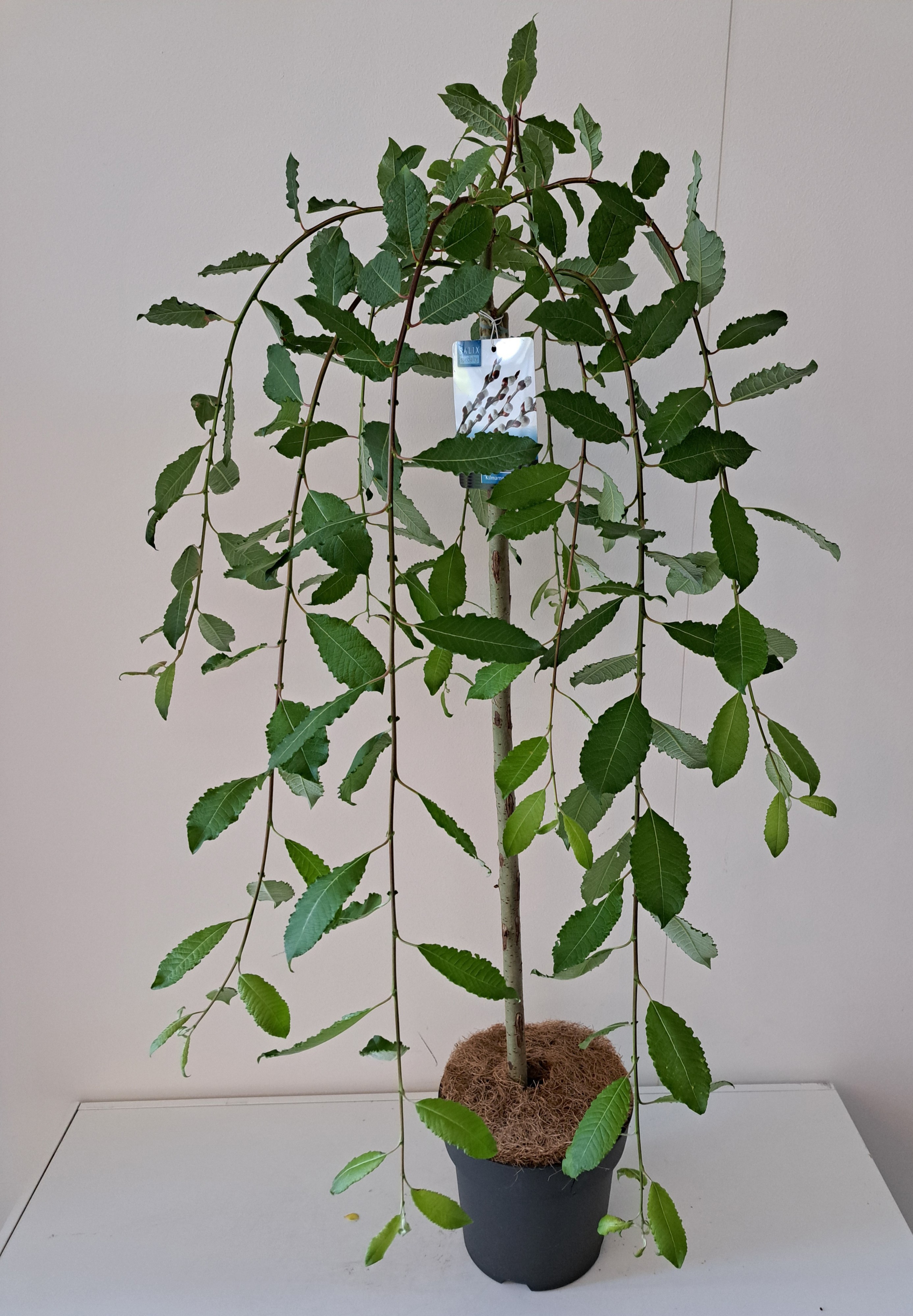 Salix caprea 'Kilmarnock' stam