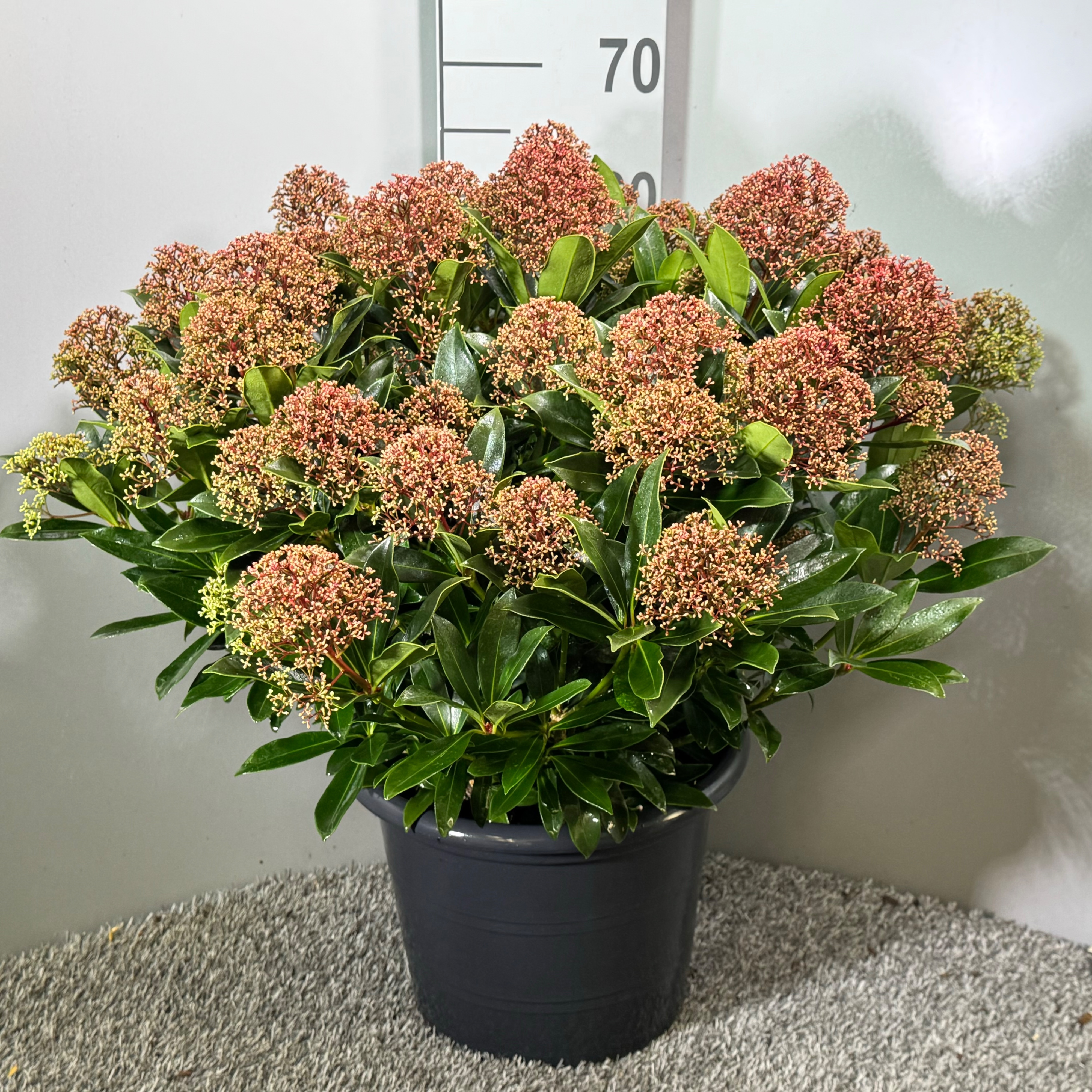 Picture of Skimmia japonica Rubesta Cuba P29 (10 Ltr) (LOOSE)