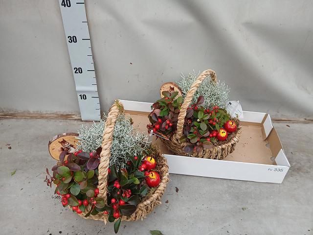 Arr Tuinplanten 25P 25cm