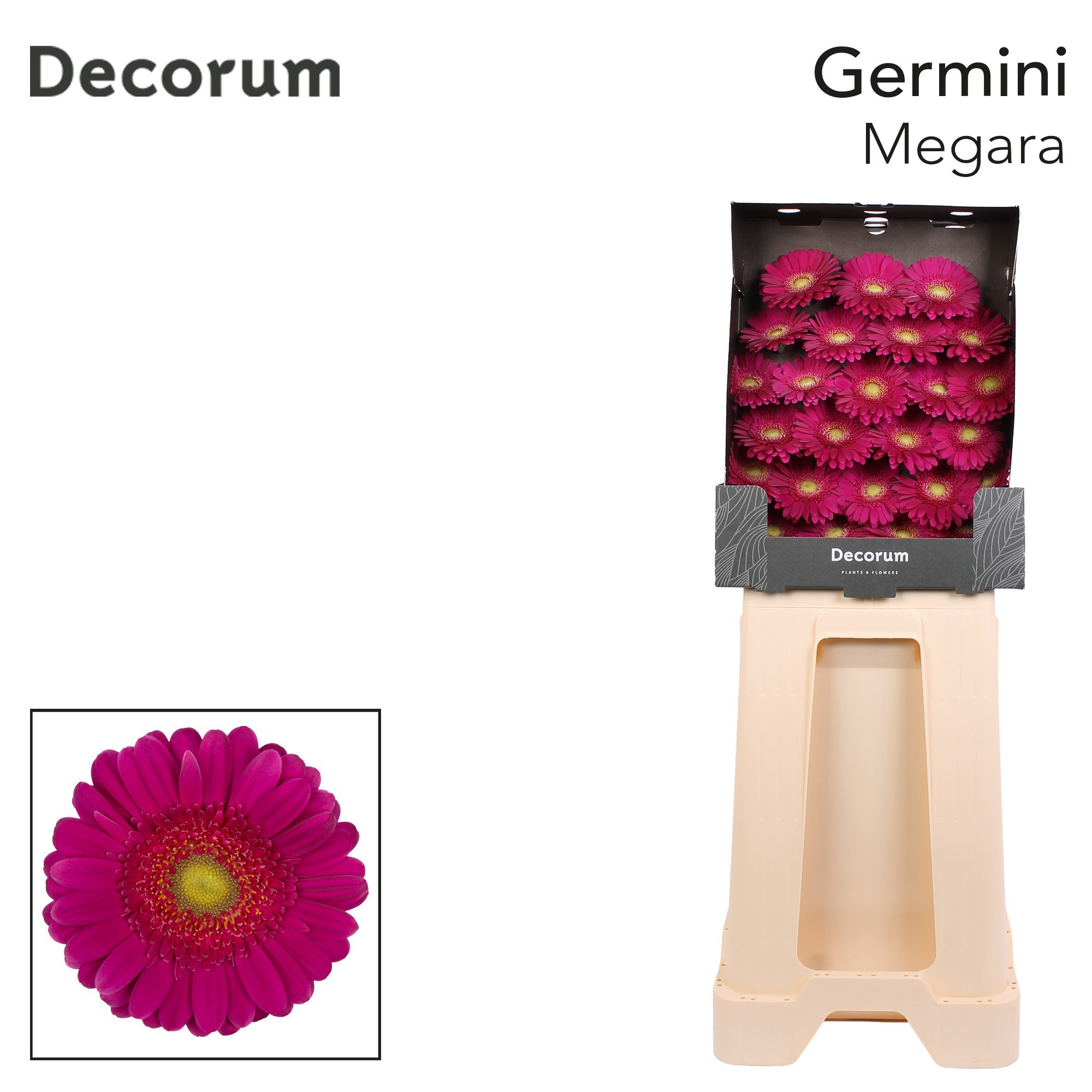 Germini Megara Diamond