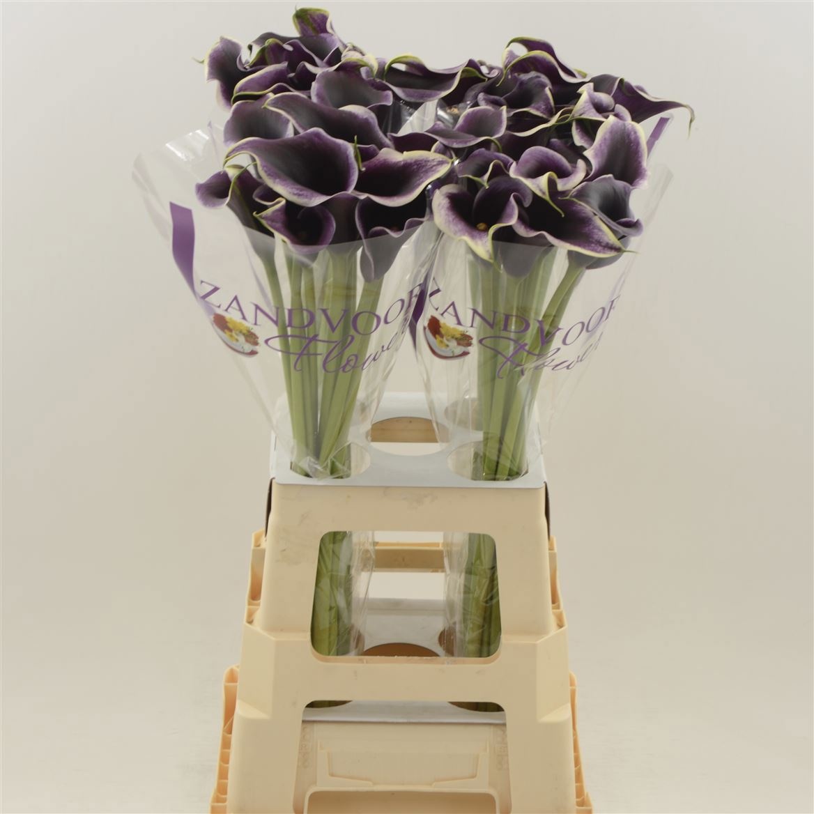 Calla Dubai Nights 70cm