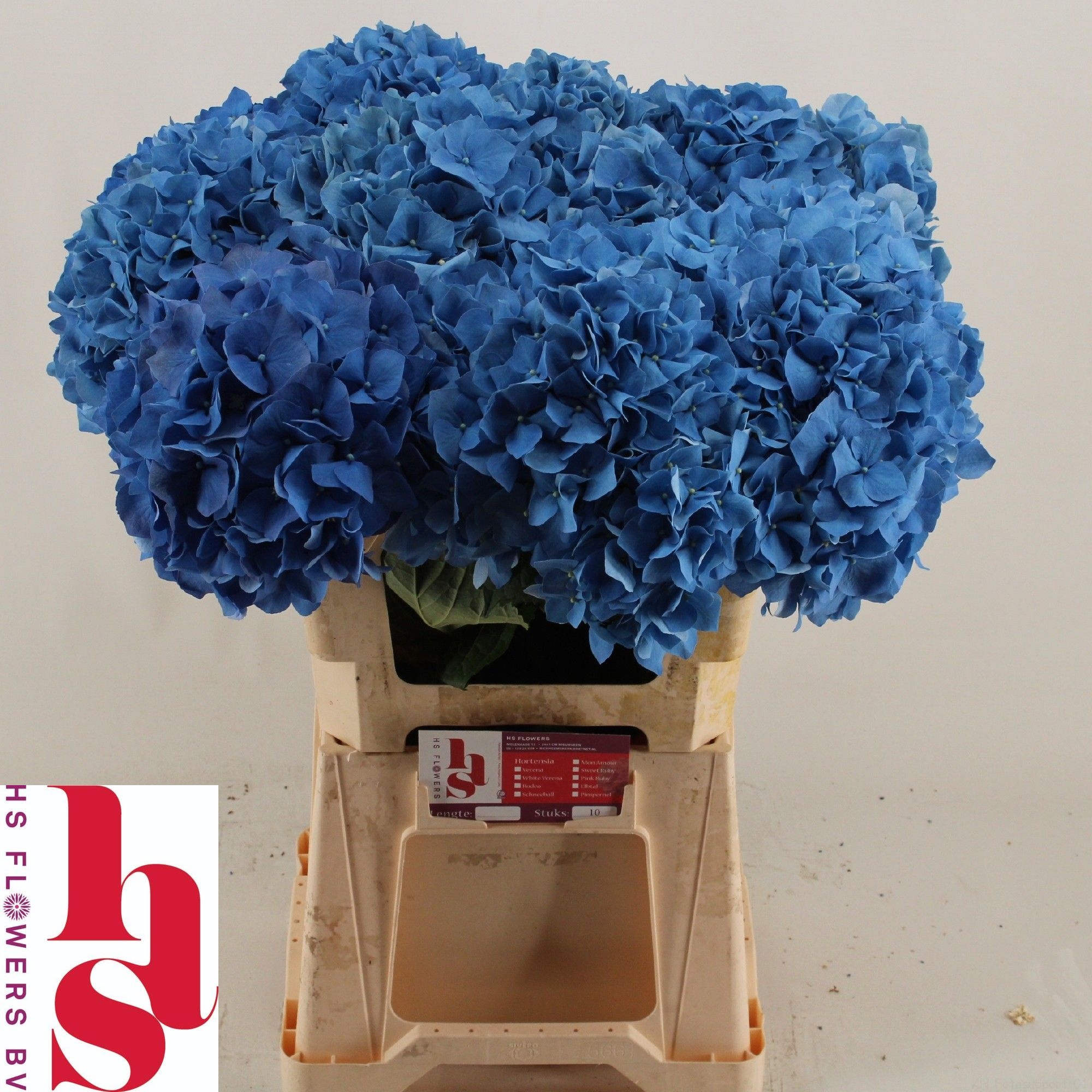 Hydrangea Pimpernel 60cm 20Ø