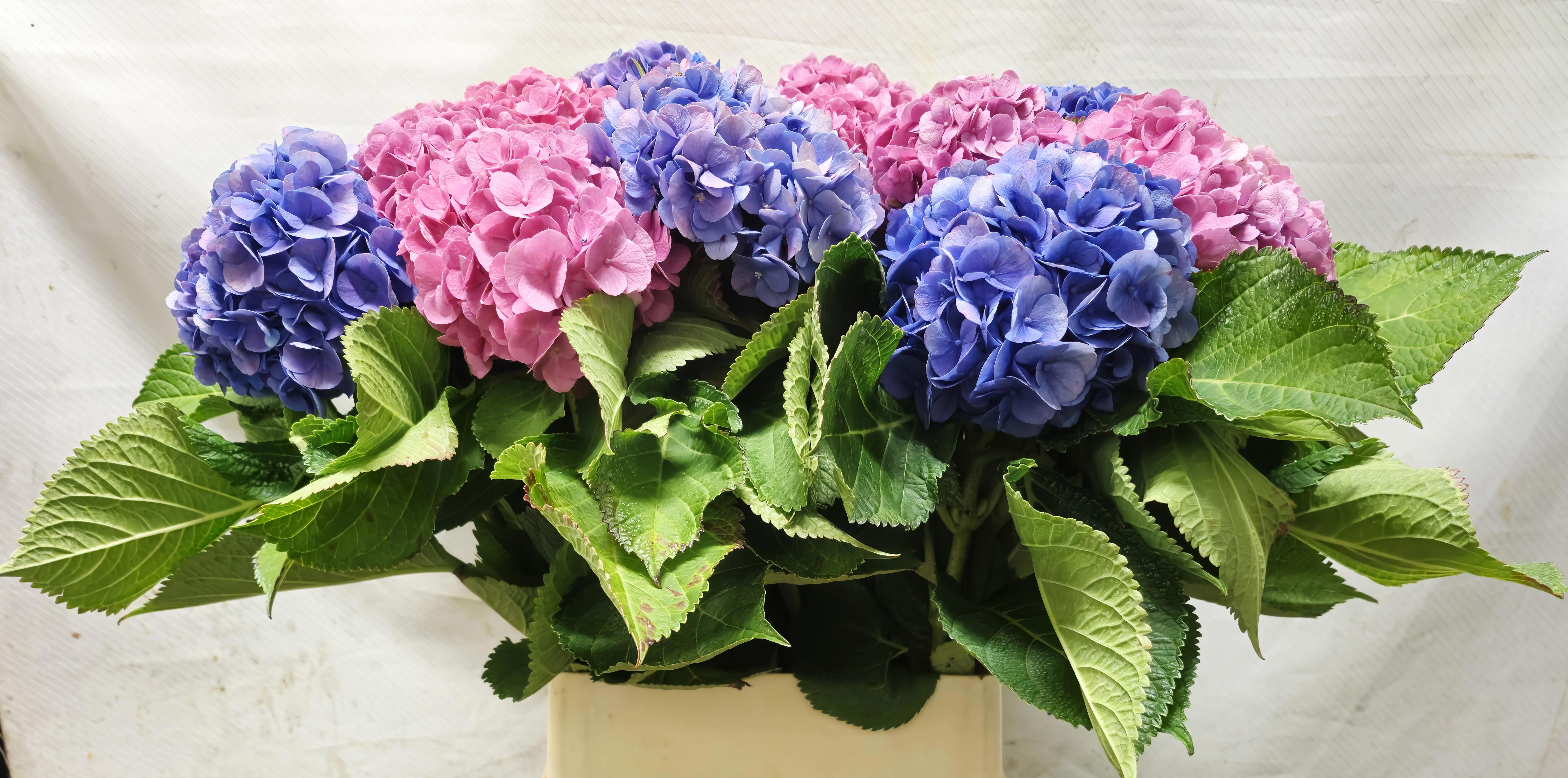 Hydrangea Mixed 90cm 16Ø