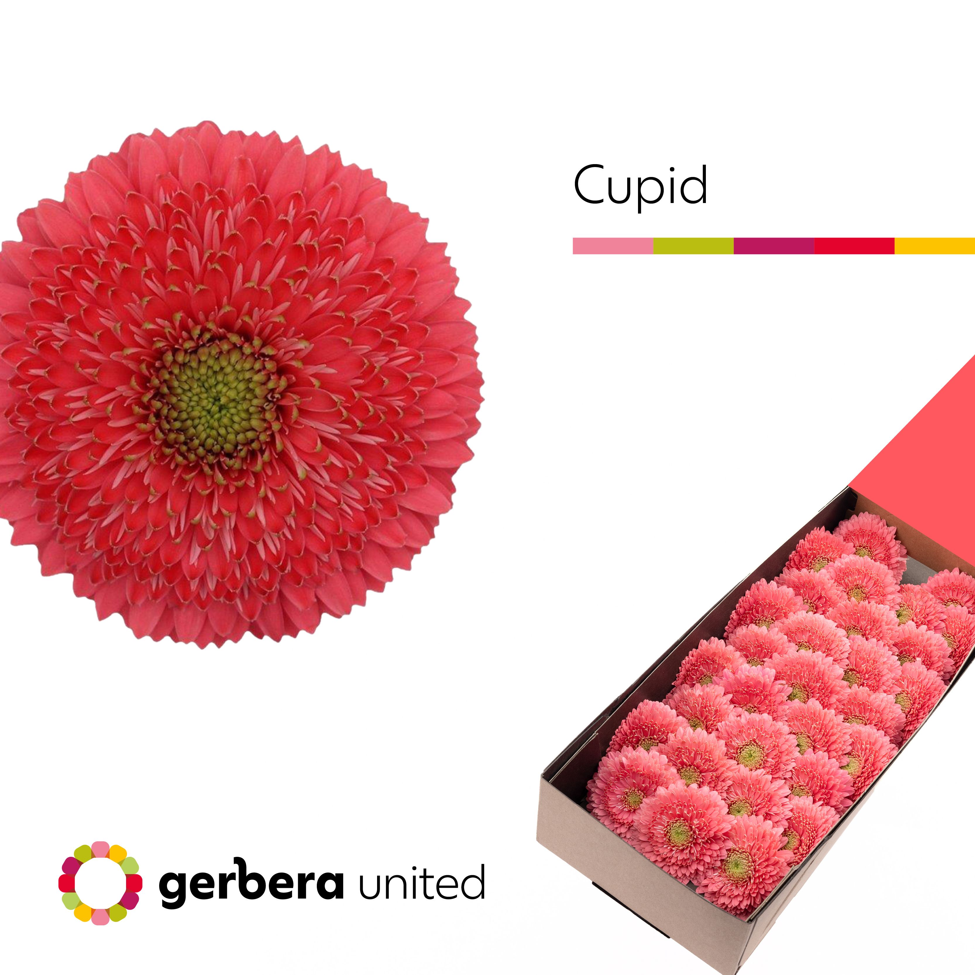 Ge Bv Gterra Cupid