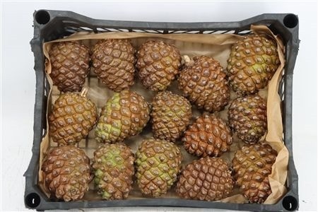 Stick Pine Cone Wax