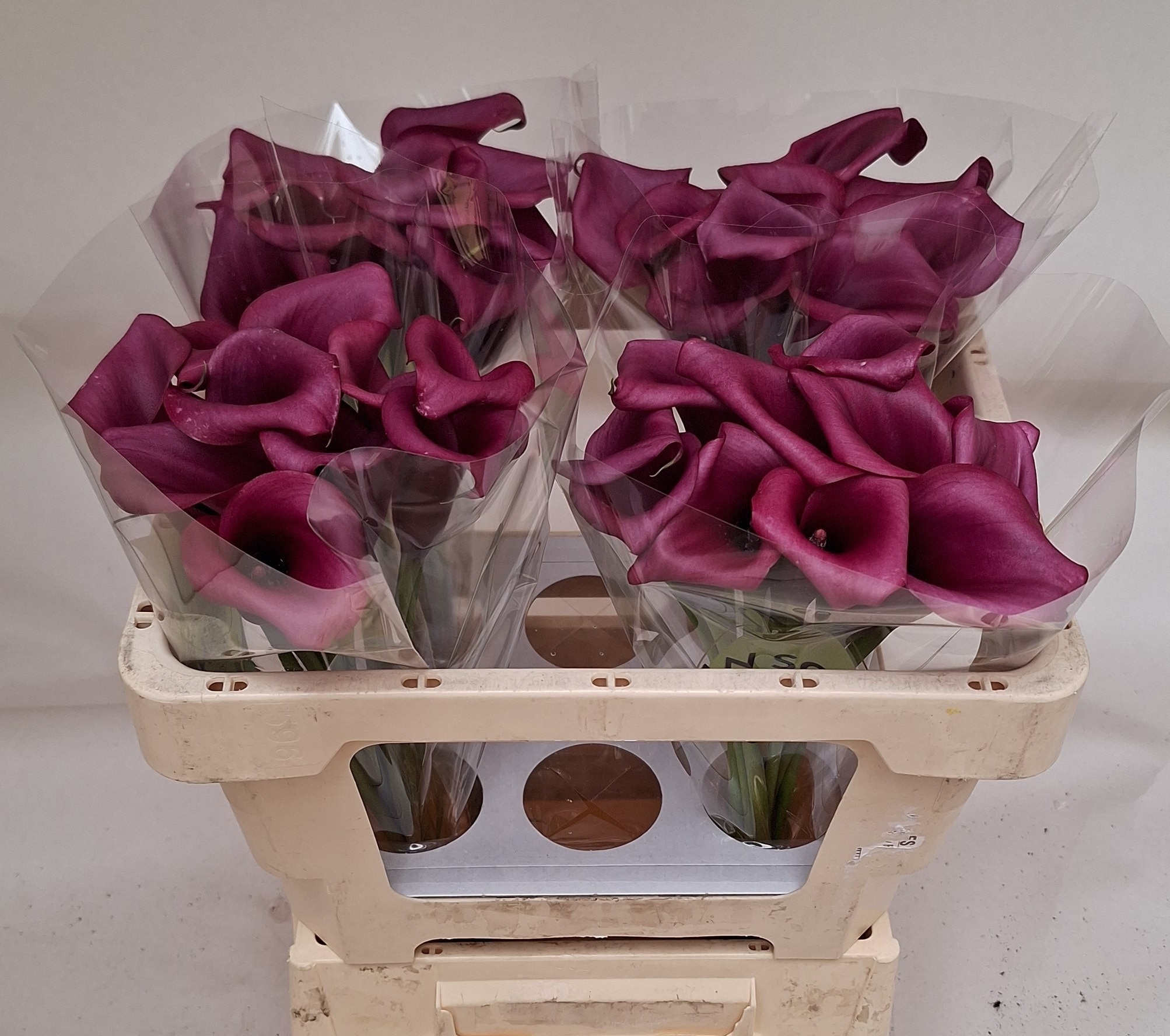 Calla Durban 50cm