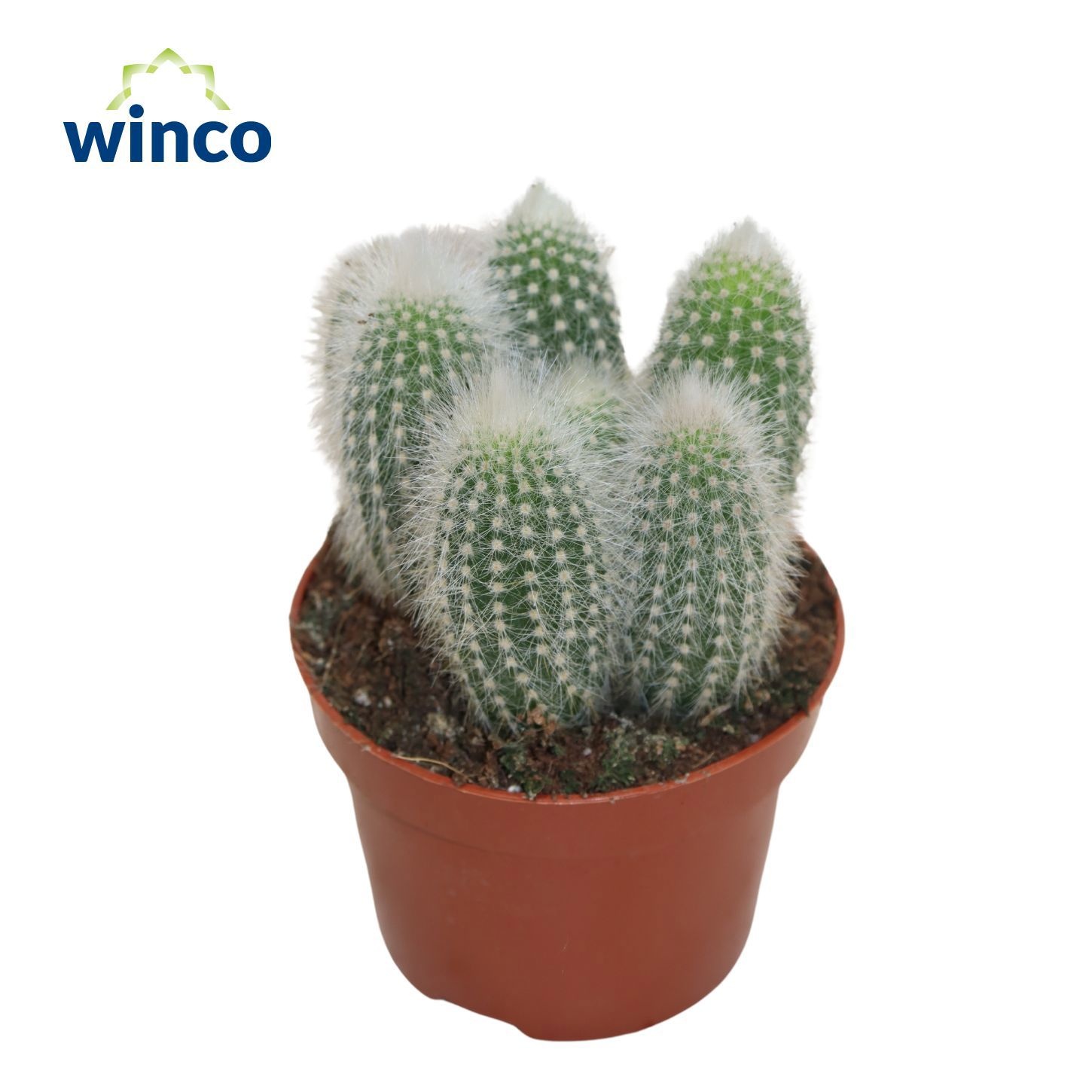 Cleistocact Strausii 12Ø 20cm