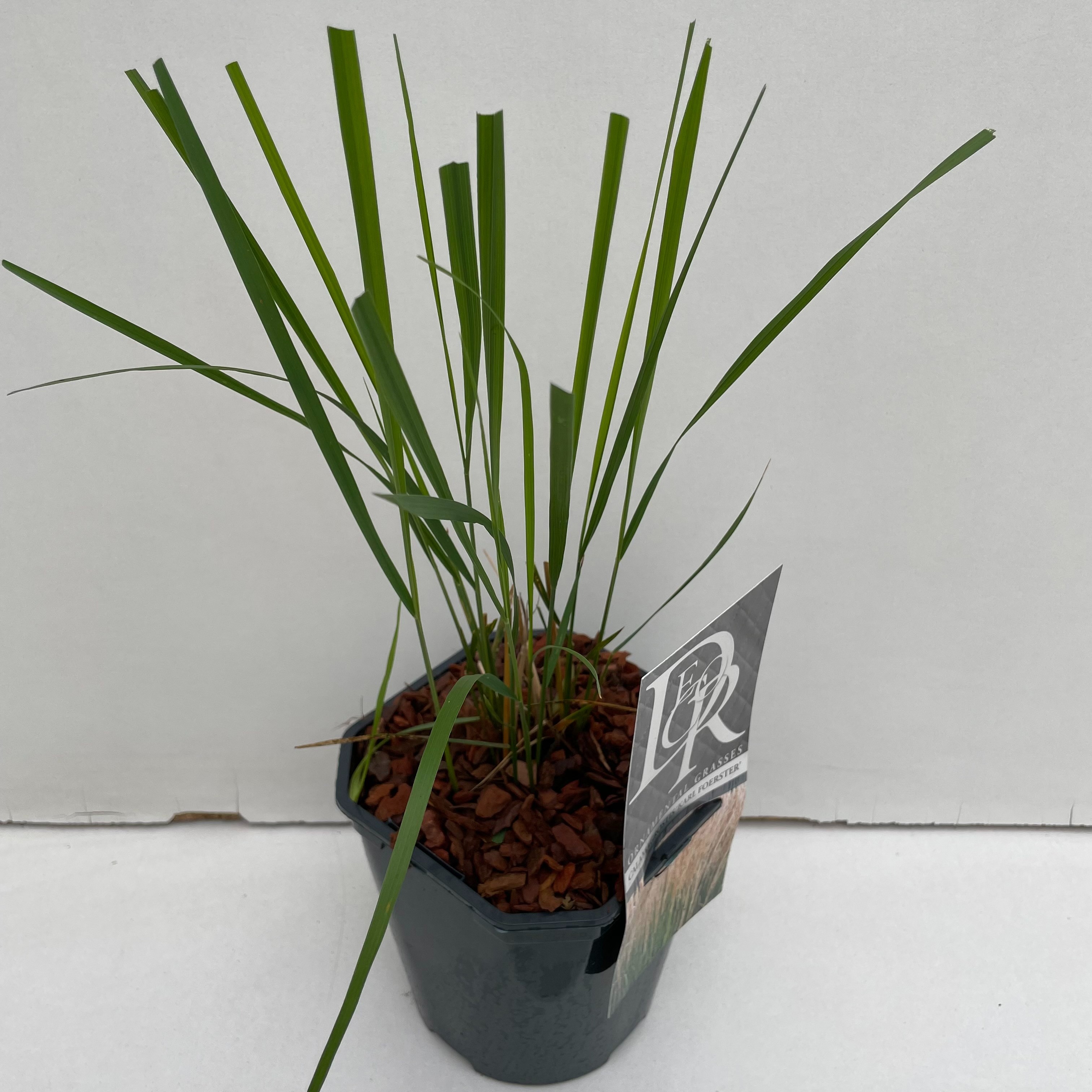 Calamagrostis acutiflora 'Karl Foerster'
