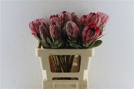 Protea Sharonet 60cm