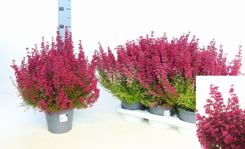 Erica Zo Gracilis Ro 17Ø 35cm