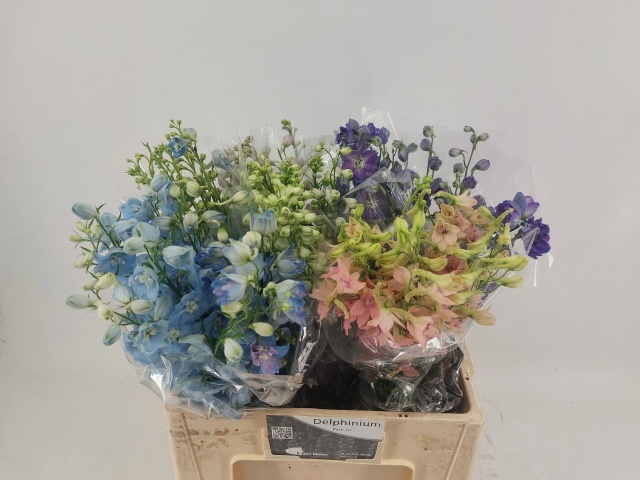Delphinium El Mixed 60cm