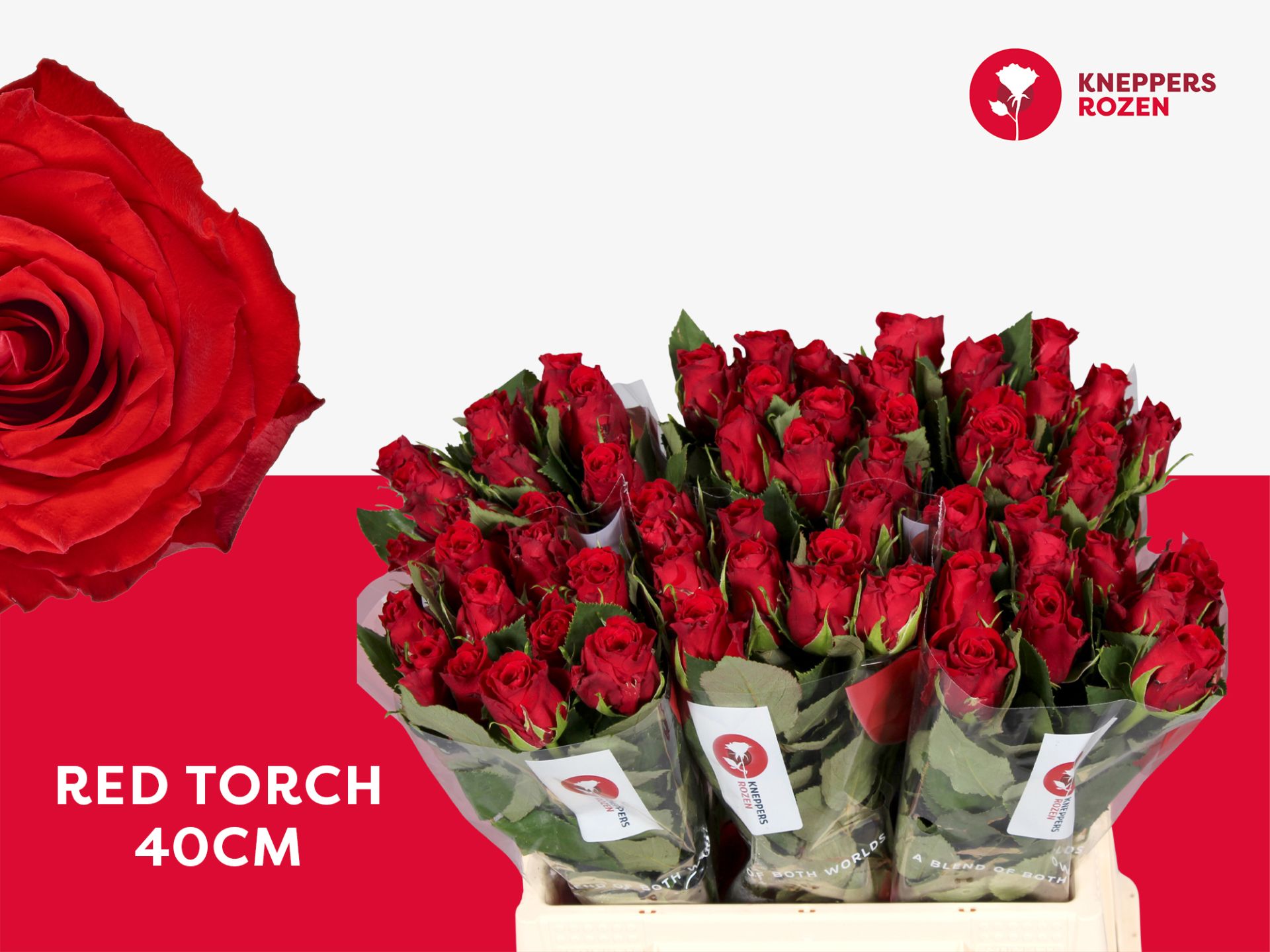 R Gr Red Torch