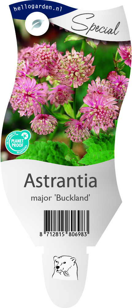 Astrantia 'Buckland'