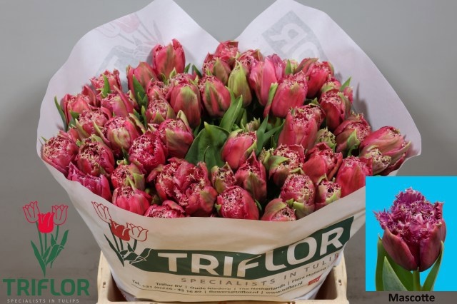 Tulipa Frilled Mascotte 40cm 43gram