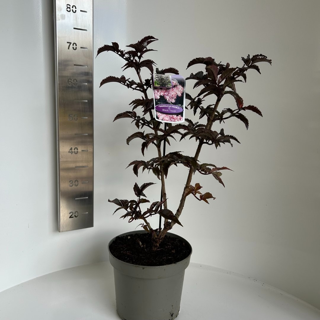 Picture of Sambucus nigra Black Tower P23 (5 Ltr) (LOOSE)