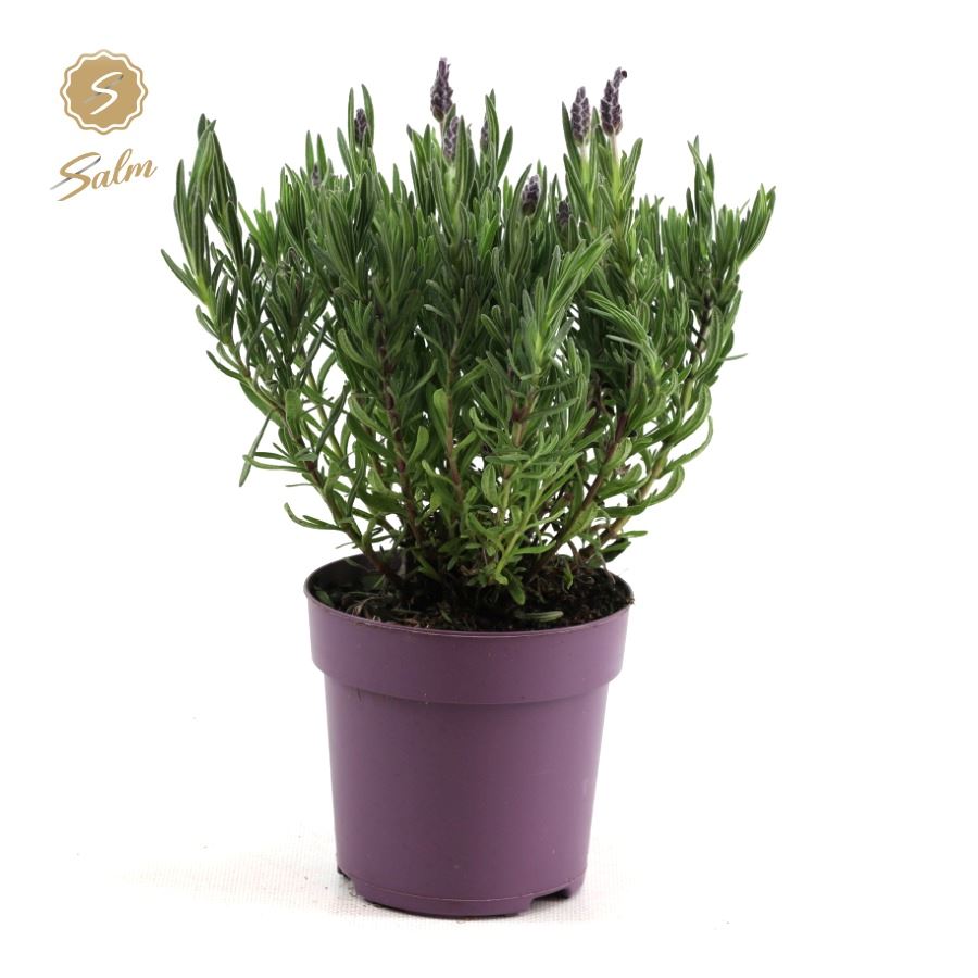 Picture of Lavandula st. 'Anouk'® Collection P10,5