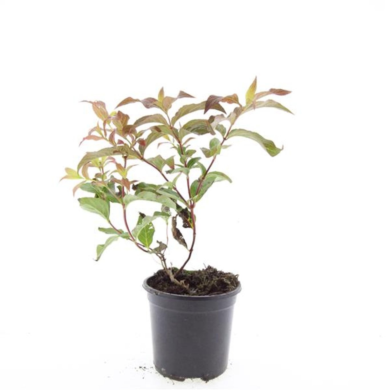 Diervilla sessilifolia 'Dise'