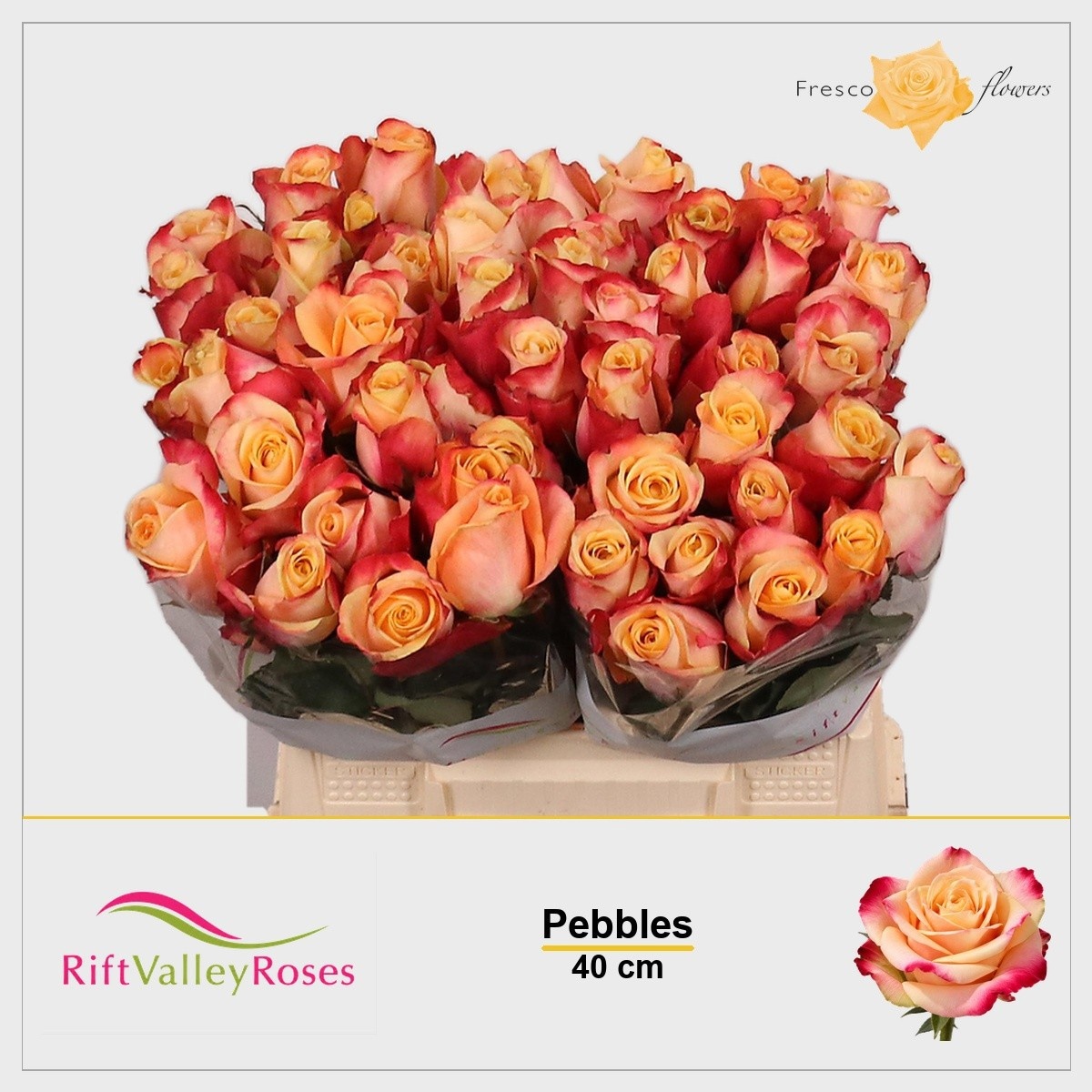 Rosa Pebbles 40cm