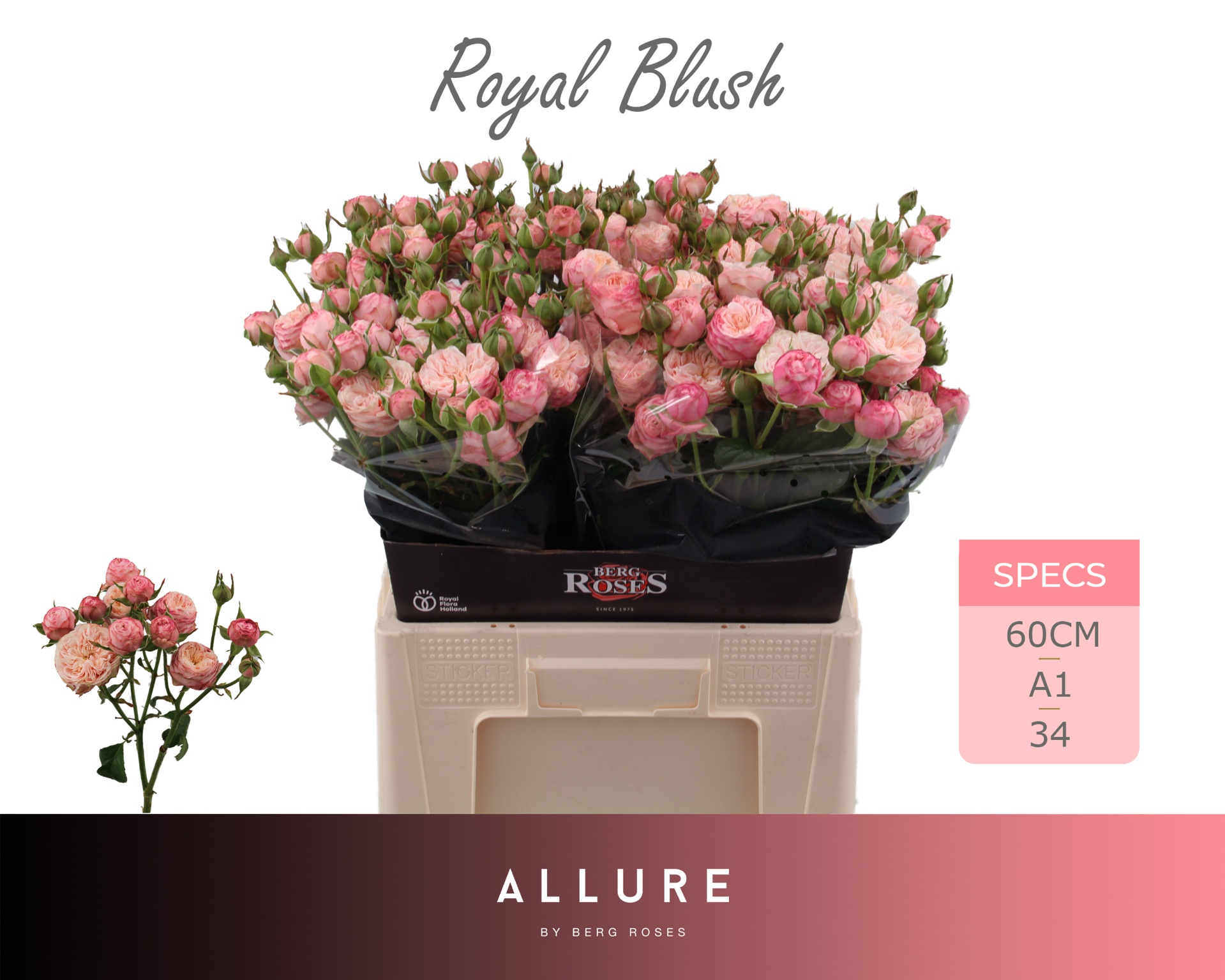 Rosa Spr Royal Blush 60cm