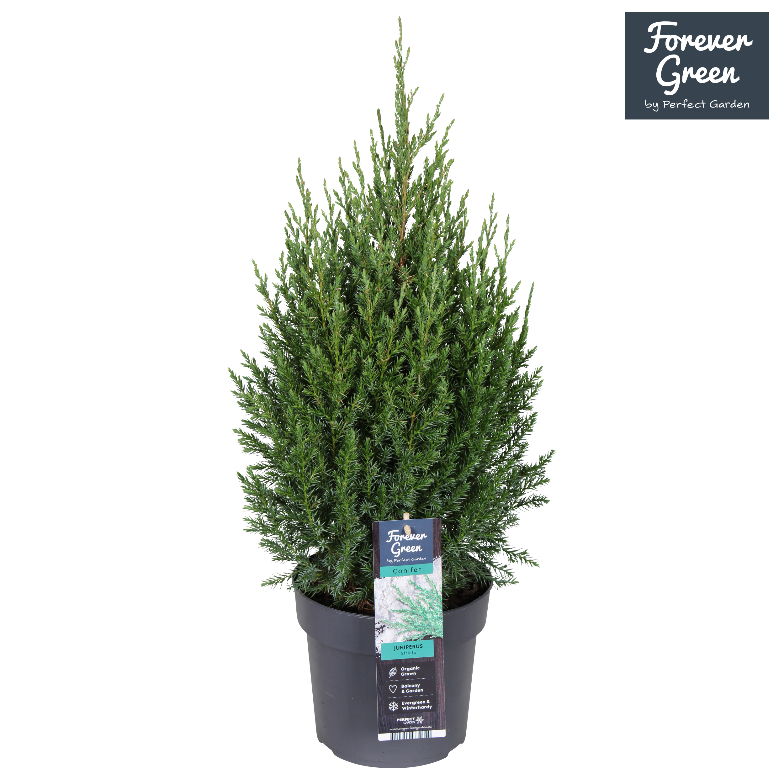 Picture of Juniperus chinensis Stricta P19 (3 Ltr)