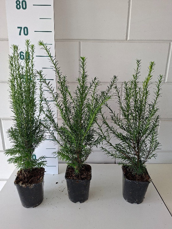 Taxus baccata